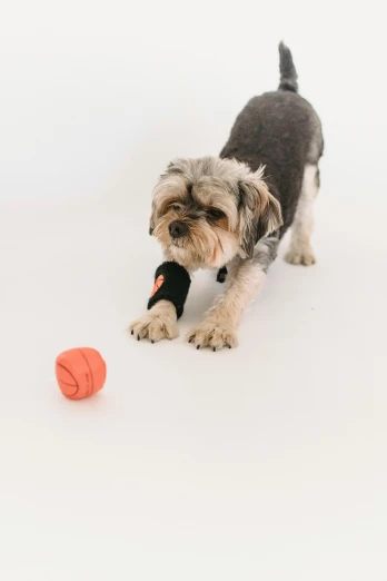 a small dog is playing with a ball, by Emma Andijewska, pexels, minimalism, black and orange, bandage, cast, with a white background