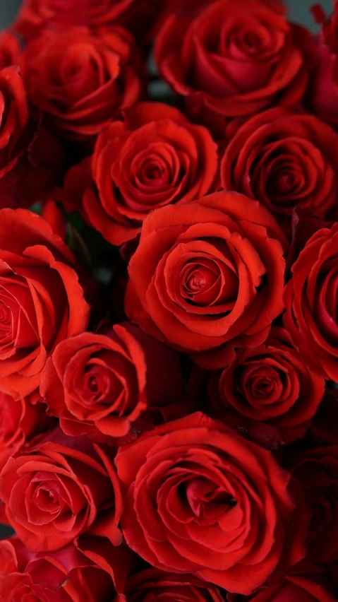 a close up of a bunch of red roses, various sizes, award - winning details, comforting, zoomed in