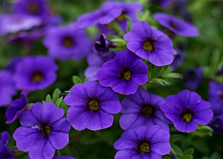 a close up of a bunch of purple flowers, 'groovy', mediumslateblue flowers, plants and flowers, full colour