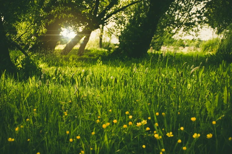 a field full of green grass and yellow flowers, by Thomas Häfner, unsplash, romanticism, sun through the trees, laying under a tree on a farm, permaculture, bursting with holy light