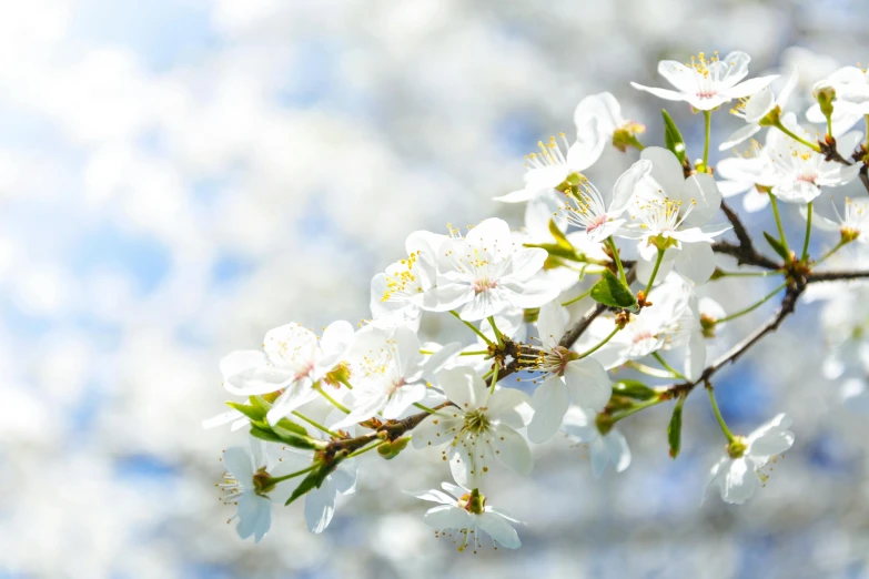 a branch with white flowers against a blue sky, instagram post, cherry blosom trees, paul barson, celebrating