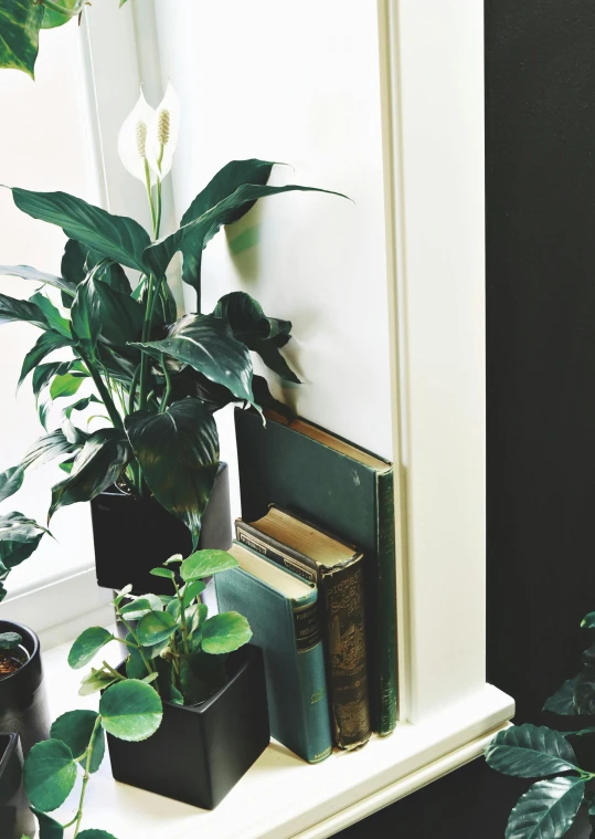 a window sill filled with potted plants and books, inspired by Elsa Bleda, trending on unsplash, detailed product image, black and green, lillies, large tall