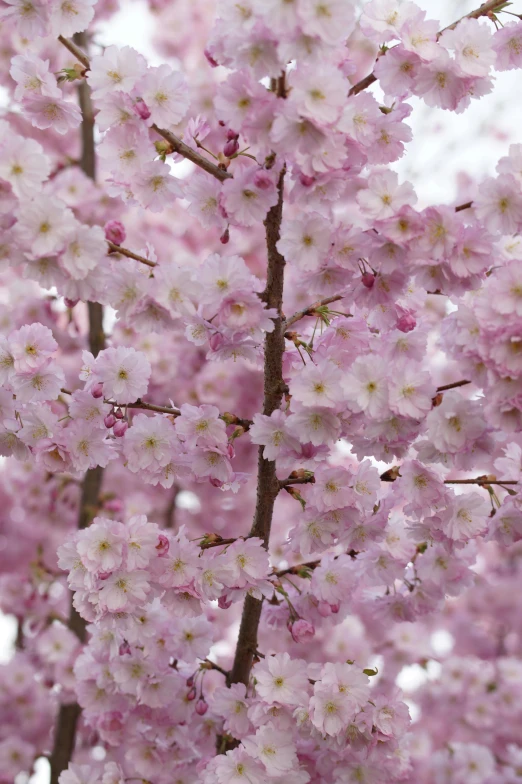 a close up of a tree with pink flowers, 2 5 6 x 2 5 6 pixels, cherry blossom trees, promo image, fragrant plants