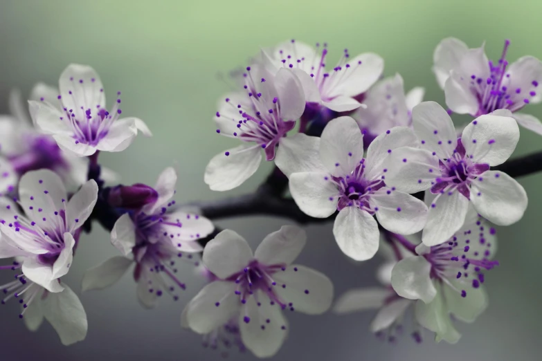 a bunch of white and purple flowers on a branch, a macro photograph, by Adam Marczyński, 4 k hd wallpapear, rendered in povray, lush sakura, effervescent