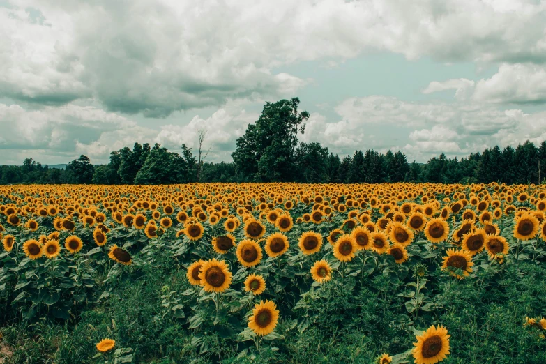 a field of sunflowers under a cloudy sky, an album cover, unsplash contest winner, renaissance, background image, sydney hanson, lomography photo, jovana rikalo