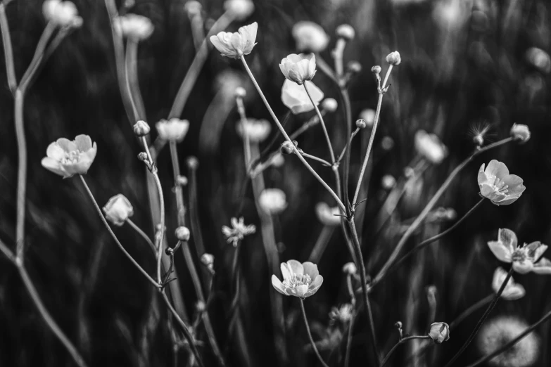 black and white photograph of small white flowers, by Jacob Toorenvliet, unsplash, buttercups, black and white artistic photo, flowers and stems, spring evening