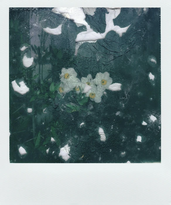 a polaroid picture of a bunch of white flowers, inspired by Attila Meszlenyi, doves flying into the portal, ( ( dark green, yanjun chengt, after the rain