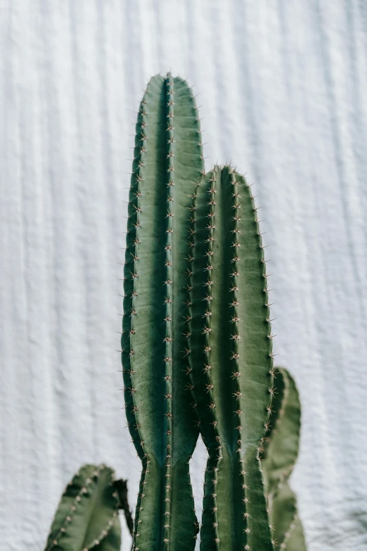 a close up of a cactus plant in a pot, trending on pexels, minimalism, tall thin, a pair of ribbed, white backdrop, detailed product image