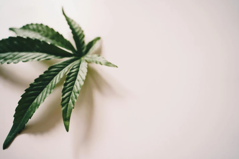 a close up of a leaf on a white surface, a picture, trending on pexels, 4 cannabis pots, ¯_(ツ)_/¯