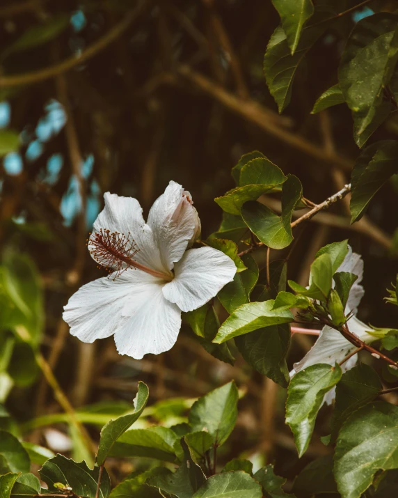 a white flower sitting on top of a lush green tree, hibiscus, the non-binary deity of spring, unsplash photography, multiple stories