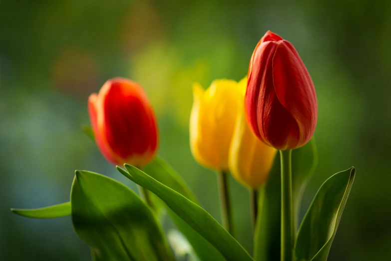 two red and yellow tulips in a vase, pexels contest winner, cottagecore flower garden, paul barson, #green, three colors
