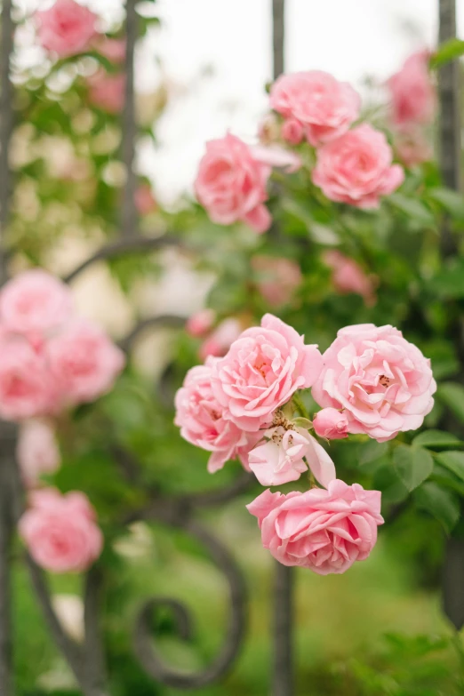 a bunch of pink roses growing on a fence, no cropping, swirling flowers, subtle detailing, lightweight