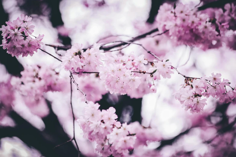 a close up of a bunch of flowers on a tree, by Niko Henrichon, trending on unsplash, lush sakura trees, ((pink)), purple, paul barson