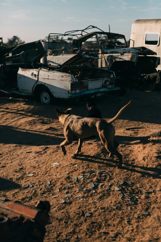 a dog that is walking in the dirt, trending on unsplash, auto-destructive art, in junkyard at night, caravan, low quality photo, harsh sunlight