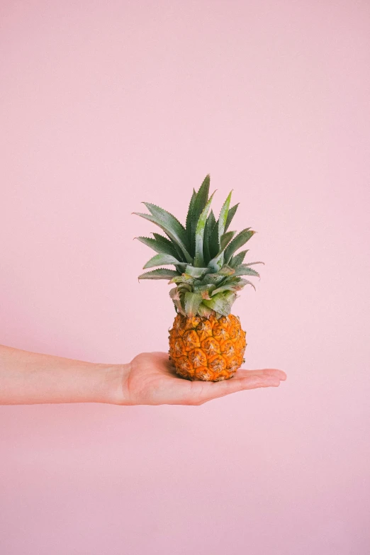 a person holding a pineapple in their hand, an album cover, by Carey Morris, trending on unsplash, pink hue, made of food, high-quality photo, single pine