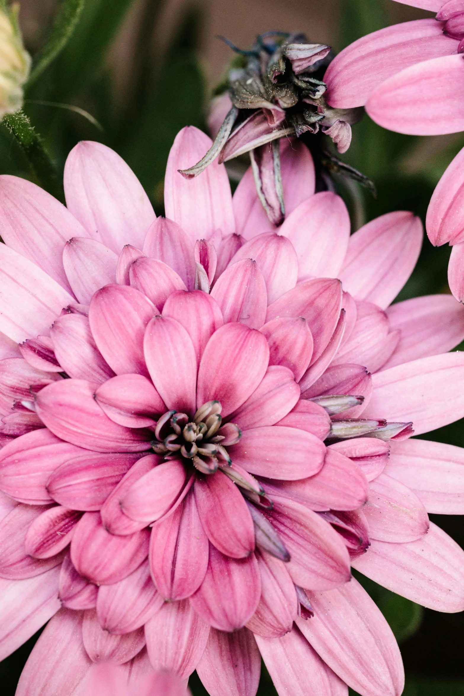 a close up of a bunch of pink flowers, giant daisy flower over head, zoomed out to show entire image, full colour, in detail