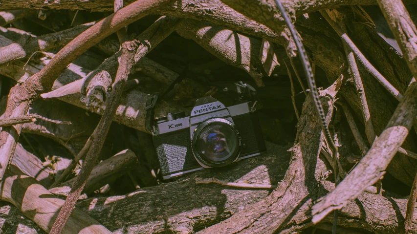 a camera sitting on top of a pile of branches, pexels contest winner, analogue texture, medium format, music video, vines and cracked wood