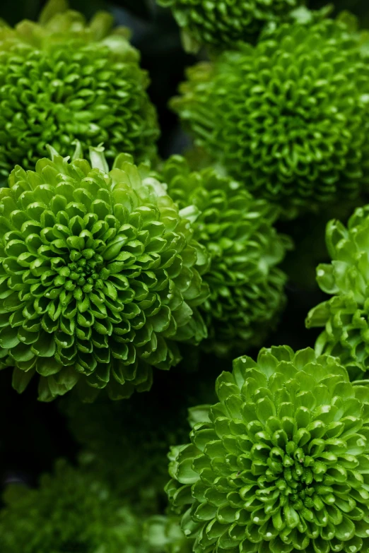 a close up of a bunch of green flowers, award-winning crisp details”, puffballs, glossy surface, natural mini gardens