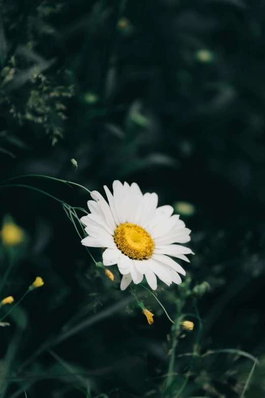 a white flower sitting on top of a lush green field, trending on unsplash, minimalism, on a dark background, chamomile, various posed, contain