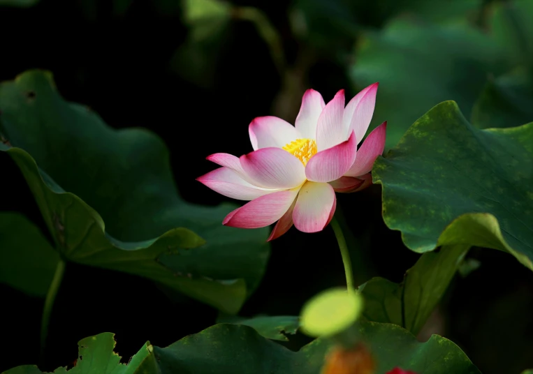 a pink flower sitting on top of green leaves, a picture, by Reuben Tam, unsplash, hurufiyya, floating in a powerful zen state, hou china, paul barson, black lotus