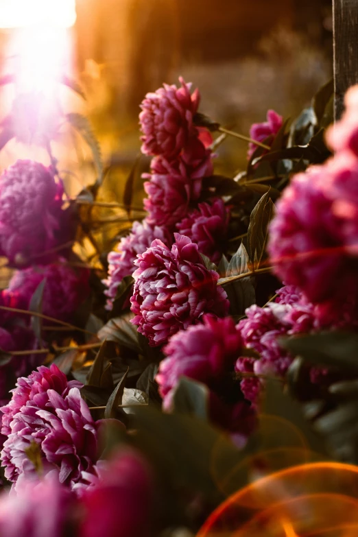 a bunch of purple flowers sitting on top of a lush green field, a digital rendering, unsplash, romanticism, pink sunlight, black peonies, winter sun, peonies