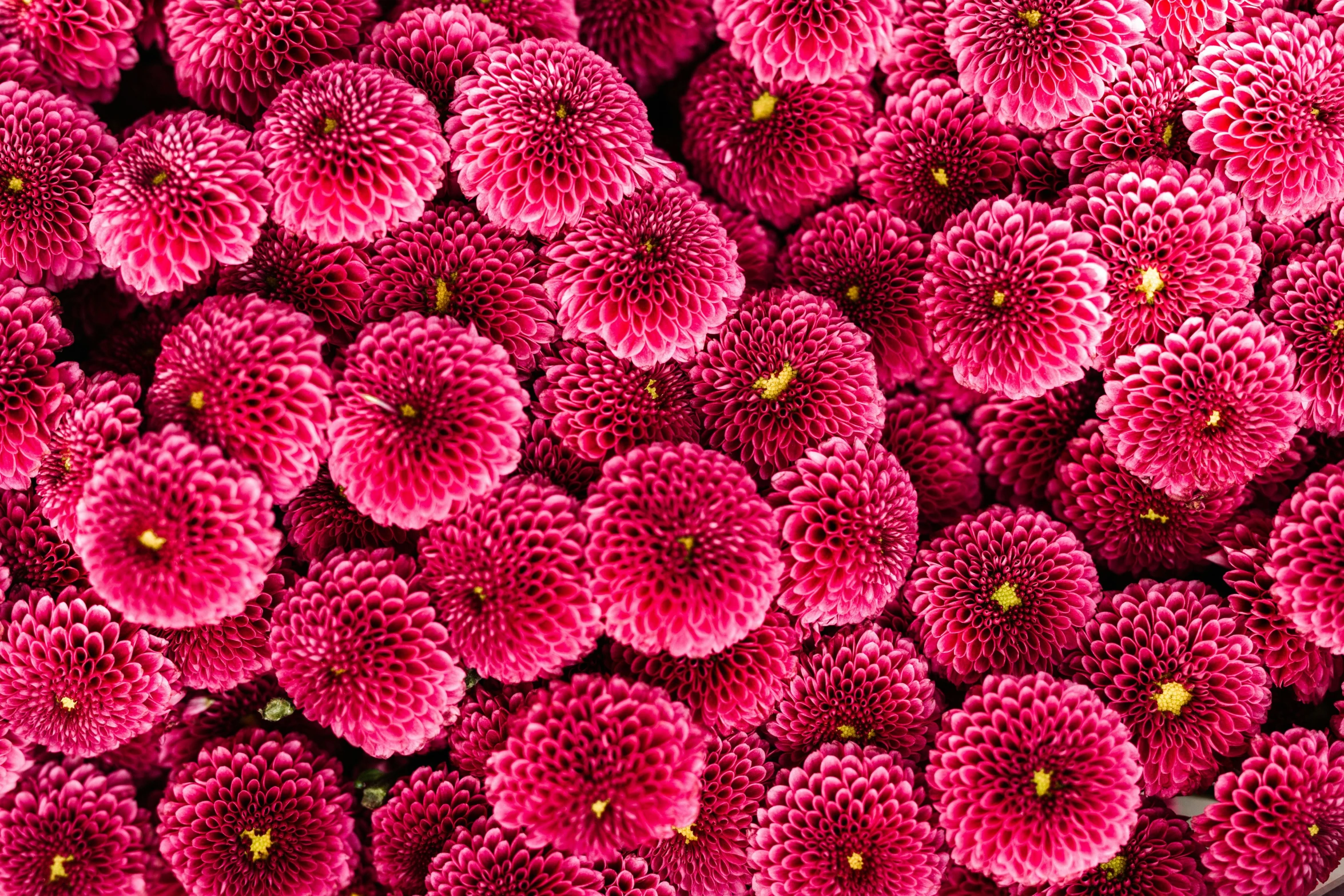 a close up of a bunch of pink flowers, by Louis Schanker, precisionism, high detailed photography red, birdseye view, dahlias, repetitive