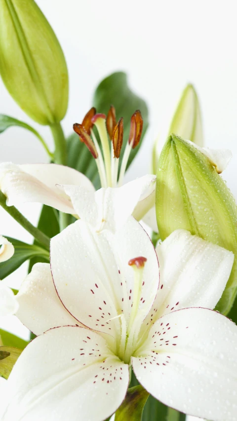 a vase filled with lots of white flowers, rubrum lillies, zoomed in, detail shot, brown:-2