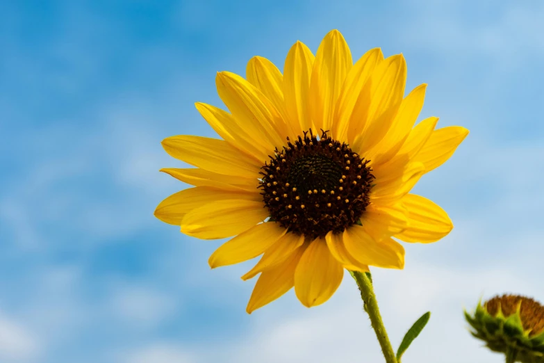 a close up of a sunflower with a blue sky in the background, unsplash, high resolution image, modeled, 8k resolution”