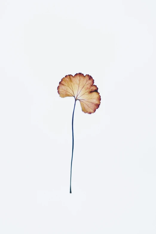 a single leaf sitting on top of a white surface, by Shigeru Aoki, unsplash, made of dried flowers, high definition photo, stems, instagram photo