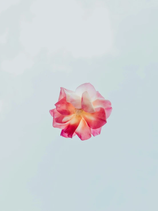 a single pink flower floating in the air, by Anna Boch, postminimalism, ascending form the sky, promo image