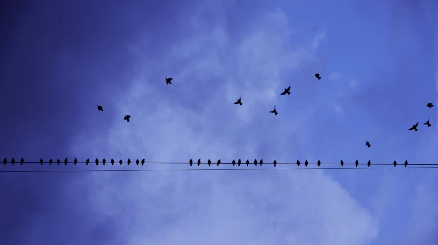 a flock of birds sitting on top of a power line, inspired by Storm Thorgerson, pexels contest winner, minimalism, blue, purple, sparrows, midair