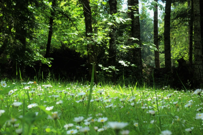 a forest filled with lots of green grass and white flowers, flickr, forest floor, trees in foreground, screensaver, chamomile