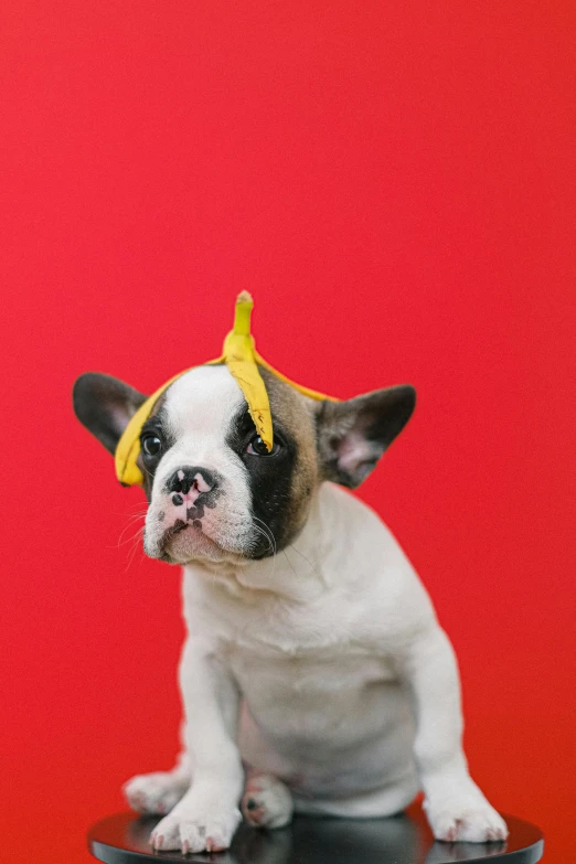 a small dog sitting on top of a black stool, an album cover, by Dan Content, shutterstock contest winner, minimalism, red headband, banana hat, french bulldog, yellow backdrop