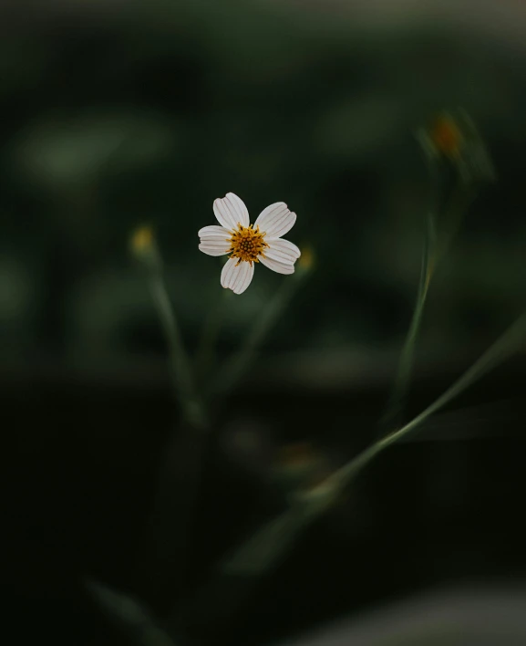 a single white flower sitting on top of a green plant, by Attila Meszlenyi, unsplash, in a dark field, just a cute little thing, medium format, miniature cosmos