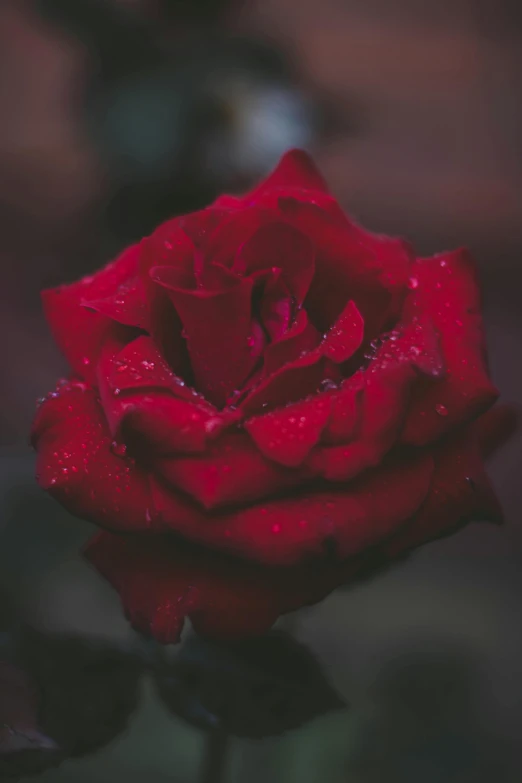 a red rose with water droplets on it, by Reuben Tam, pexels contest winner, paul barson, night mood, avatar image, 8k 50mm iso 10