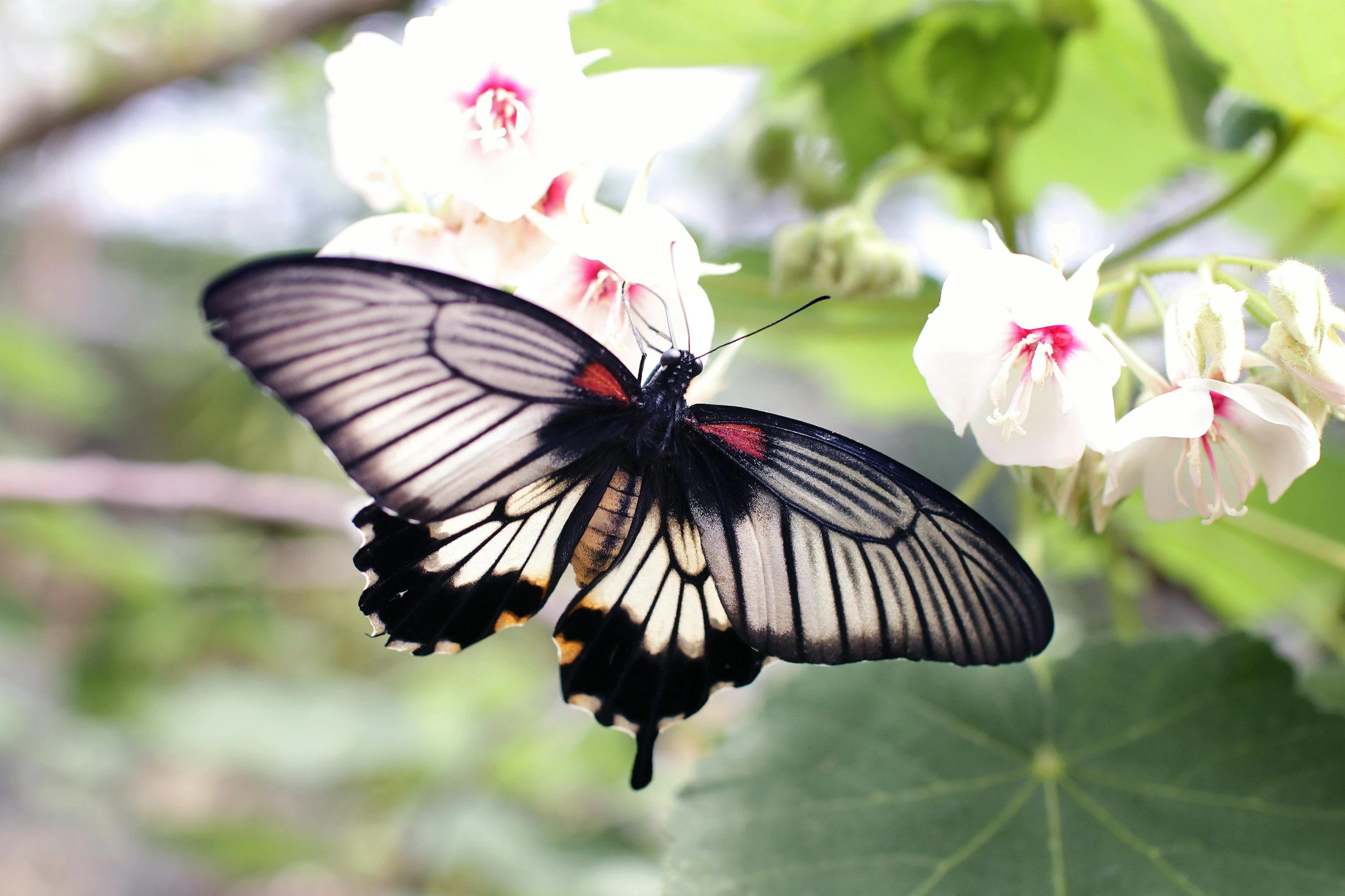 a close up of a butterfly on a flower, a pale skin, light and dark, getty images, fan favorite