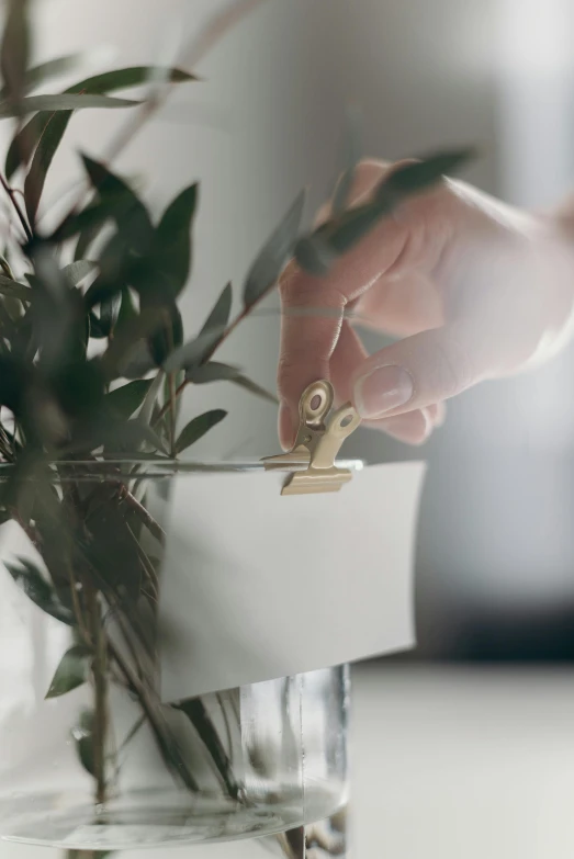 a close up of a person holding a plant in a vase, box cutter, extended clip, glossy white metal, wedding