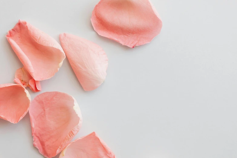 a close up of pink petals on a white surface, trending on pexels, pale red, 15081959 21121991 01012000 4k, torn paper, pastel roses