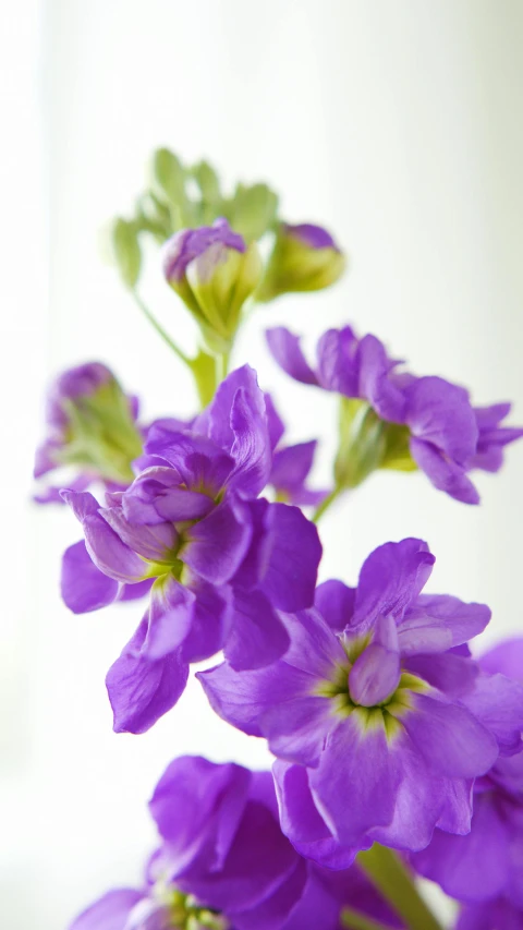 a close up of purple flowers in a vase, no cropping, on grey background, delightful surroundings, full product shot