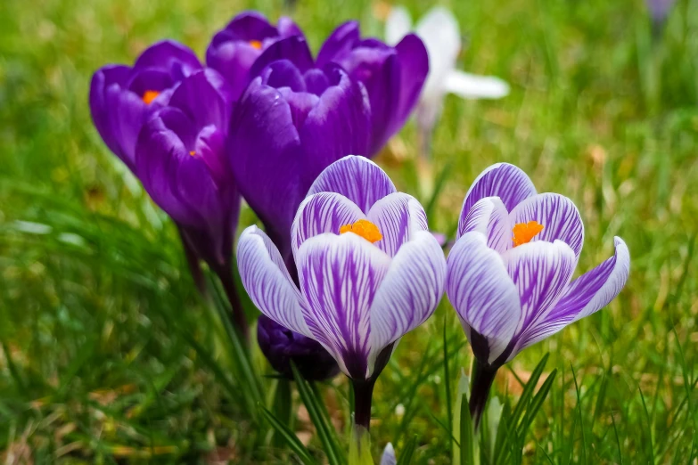 a group of purple and white flowers in the grass, some purple and orange, the non-binary deity of spring, fan favorite, andré le nôtre