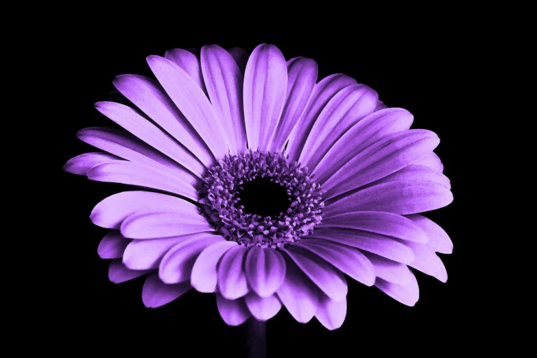 a close up of a purple flower on a black background, ((purple)), link, daisy, black light