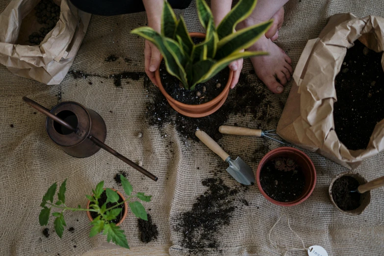 a close up of a person holding a potted plant, flatlay, digging, brown, entertaining