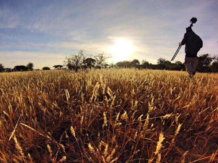 a man walking through a field of tall grass, hurufiyya, safari background, gopro photo, hunting, sun overhead