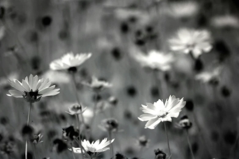 a black and white photo of a field of flowers, by Ai-Mitsu, thin dof, miniature cosmos, muted colours, featured