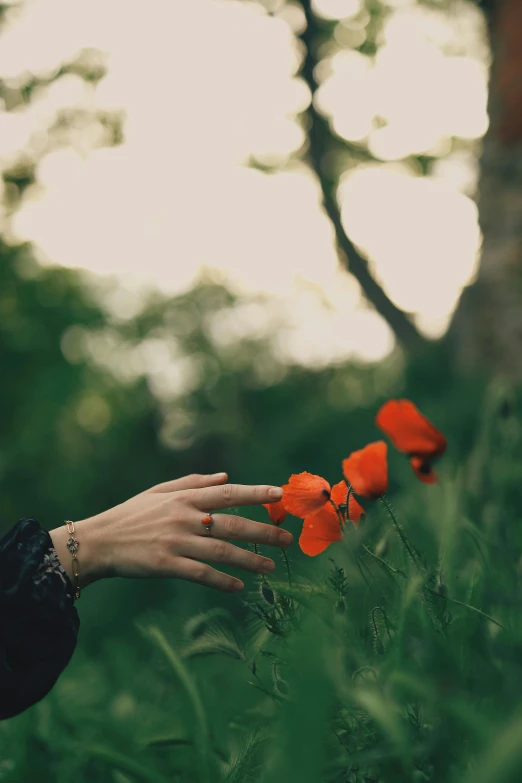 a person reaching for a flower in a field, an album cover, pexels contest winner, romanticism, poppies, thoughtful ), amongst foliage, photo of a hand jewellery model