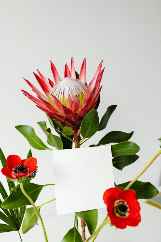 a vase that has some flowers in it, exotic flora, on a white table, accents of red, paper
