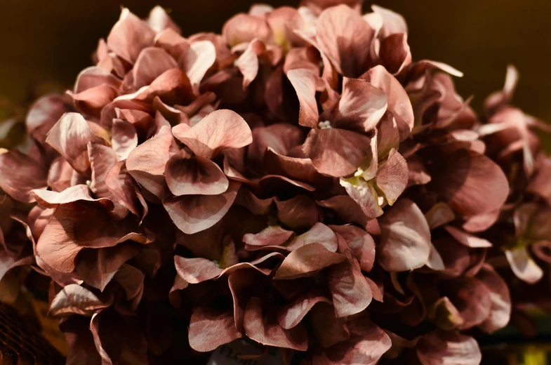 a close up of a bunch of flowers in a vase, reddish - brown, deity of hydrangeas, brown resin, award winning dark