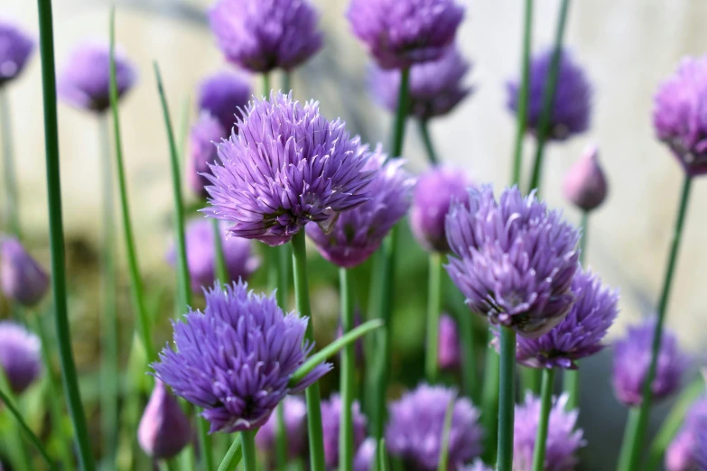 a close up of a bunch of purple flowers, arabesque, tufty whiskers, purple and green, coronation, on display