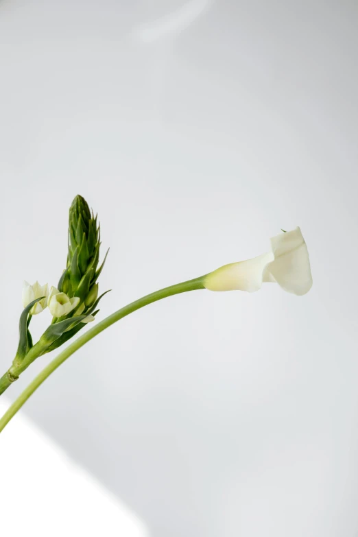 a close up of a flower in a vase, inspired by Carpoforo Tencalla, light greens and whites, white backdrop, large tall, high damage