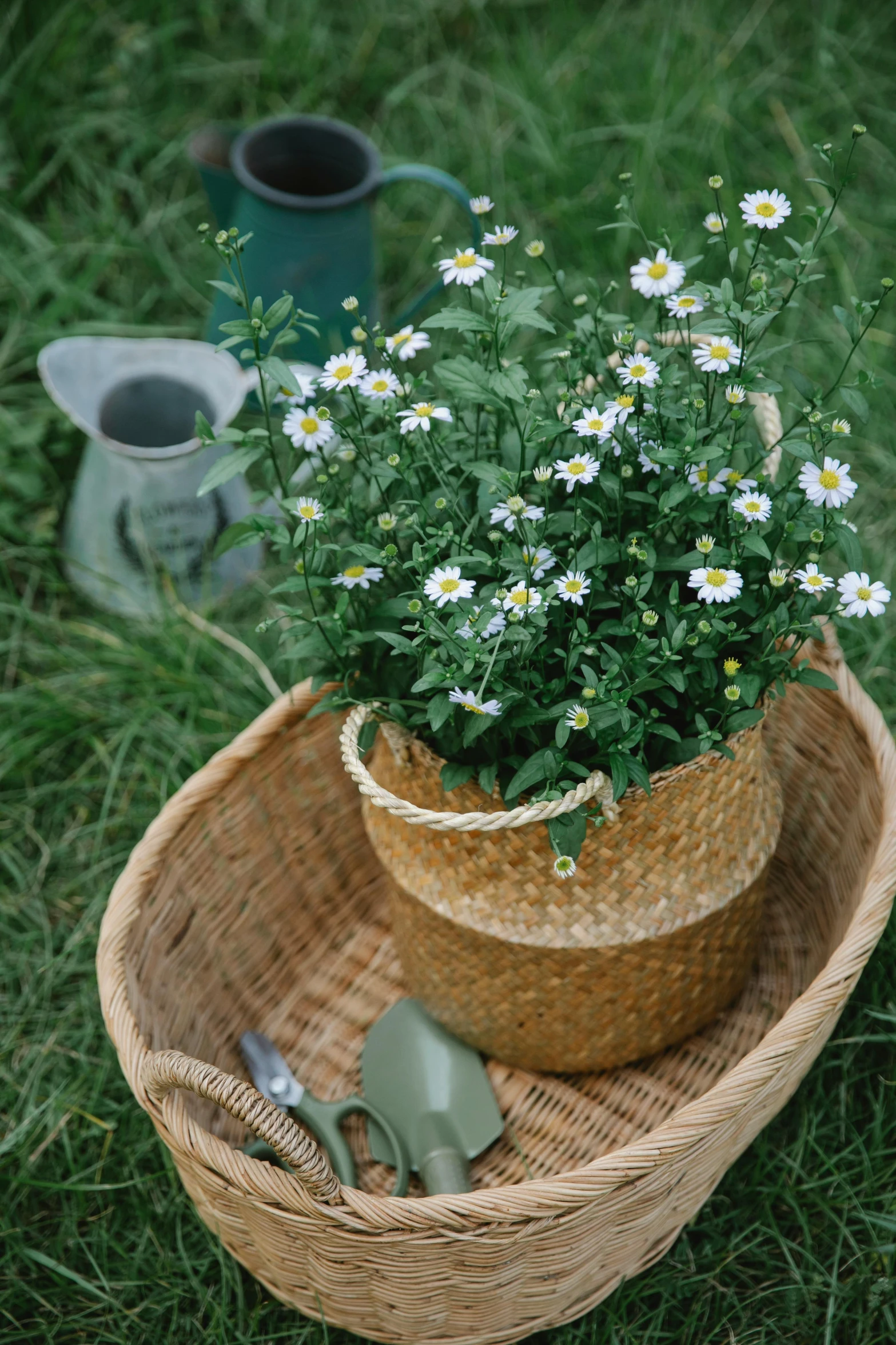 a basket that has some flowers in it, holding daisy, green foliage, on location, seeds